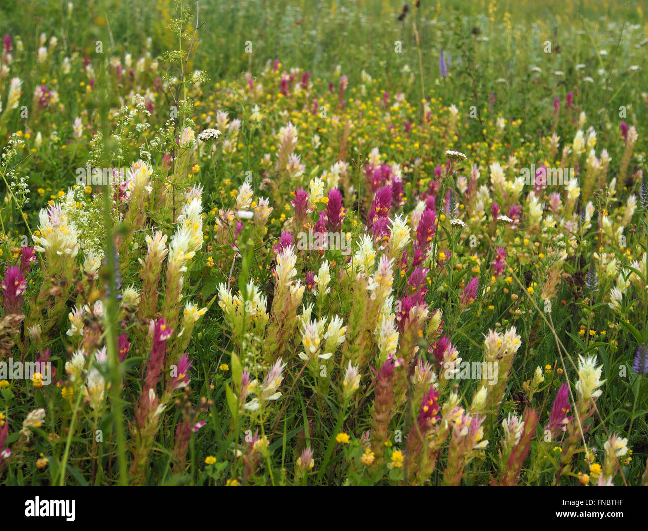 Retro wild meadow flower hi-res stock photography and images - Alamy