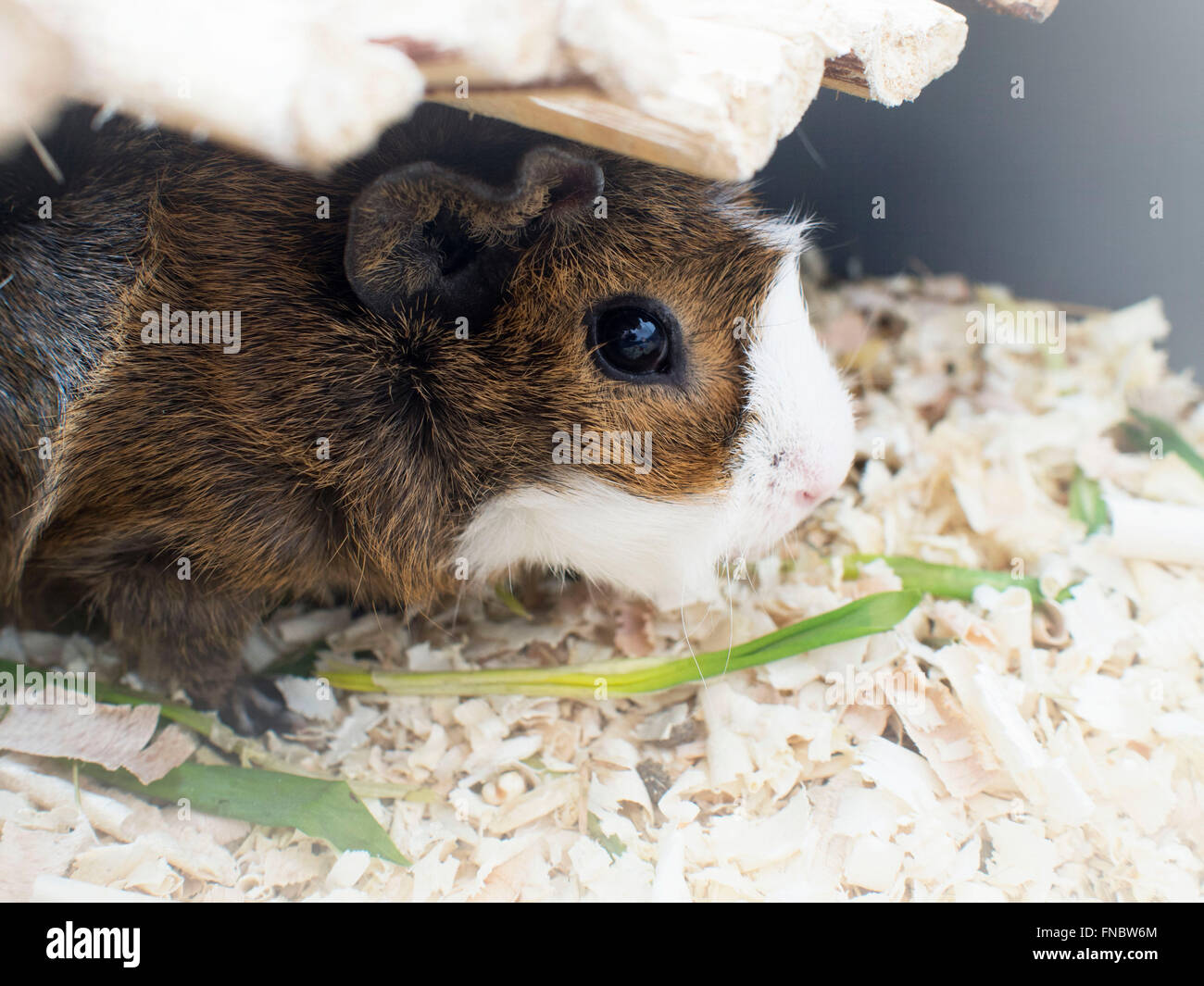 Pig eating clover hires stock photography and images Alamy