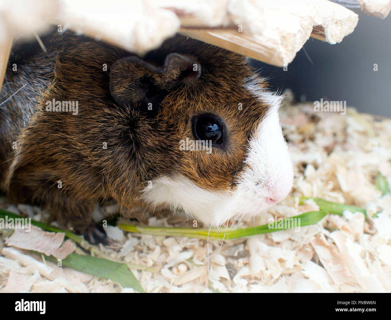 Guinea pig grass hi-res stock photography and images - Alamy
