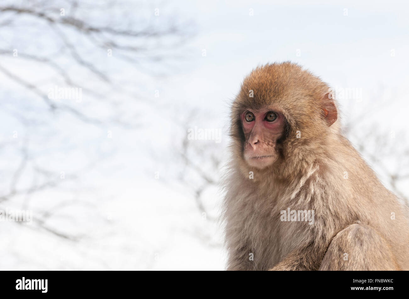 Japanese macaque, snow monkey, Macaca fuscata, in snow, Nikko National Park, Tochigi Prefecture, Japan Stock Photo