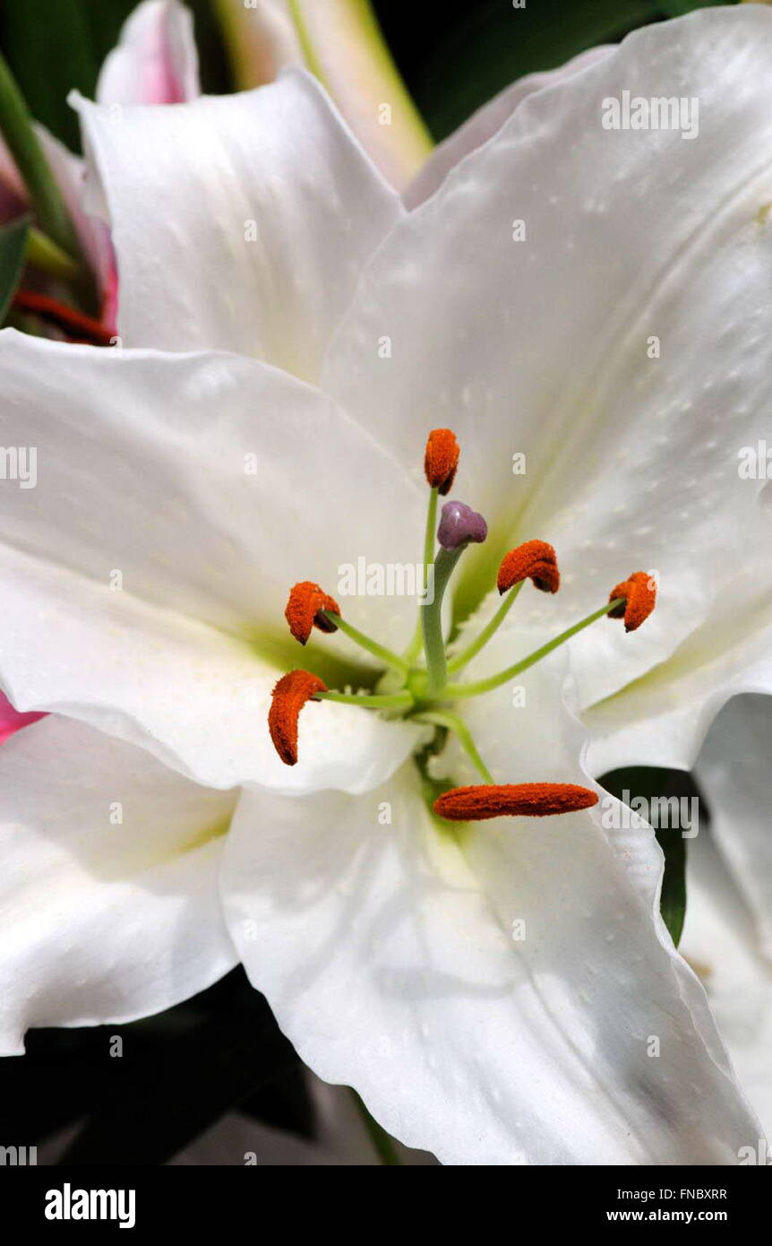 Lilies (Lilium sp., fam. Liliaceae) for sale, La Rambla, Barcelona, Catalonia, Spain Stock Photo