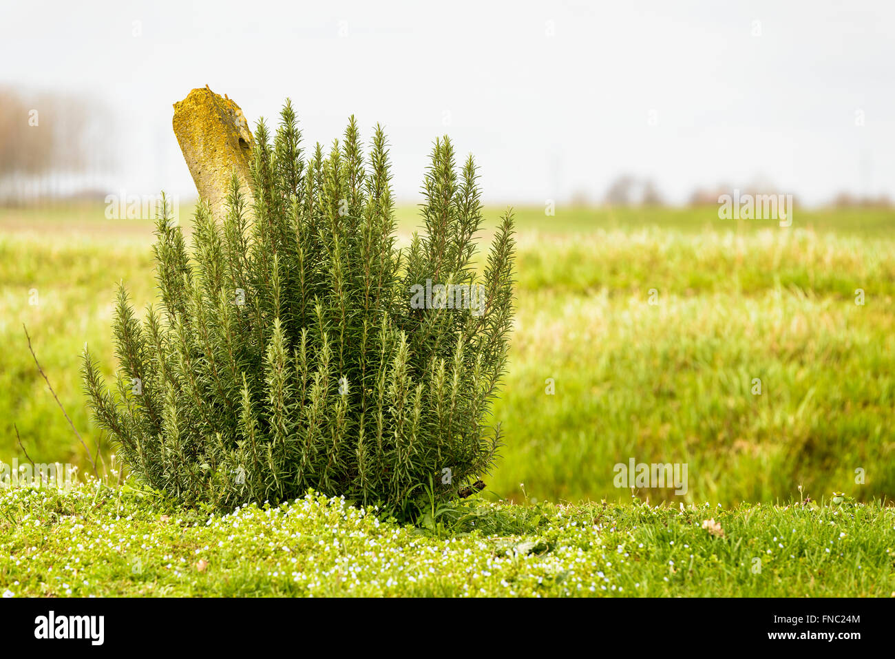 rosemary plant isolated in outdoor countryside Stock Photo