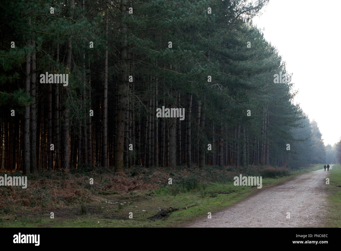 Rendlesham forest Suffolk England Stock Photo Alamy