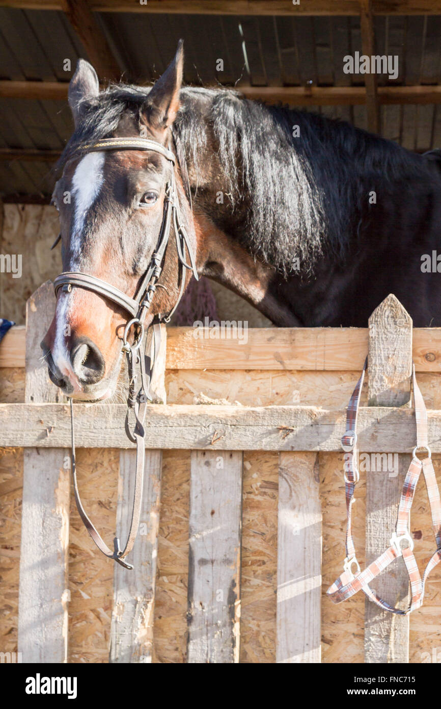 The horse in the stall Stock Photo Alamy