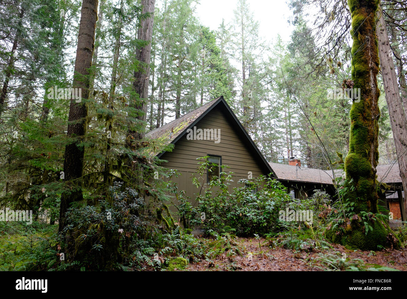 Green Vacation Cabin In A Forest In Oregon Along The Mckenzie