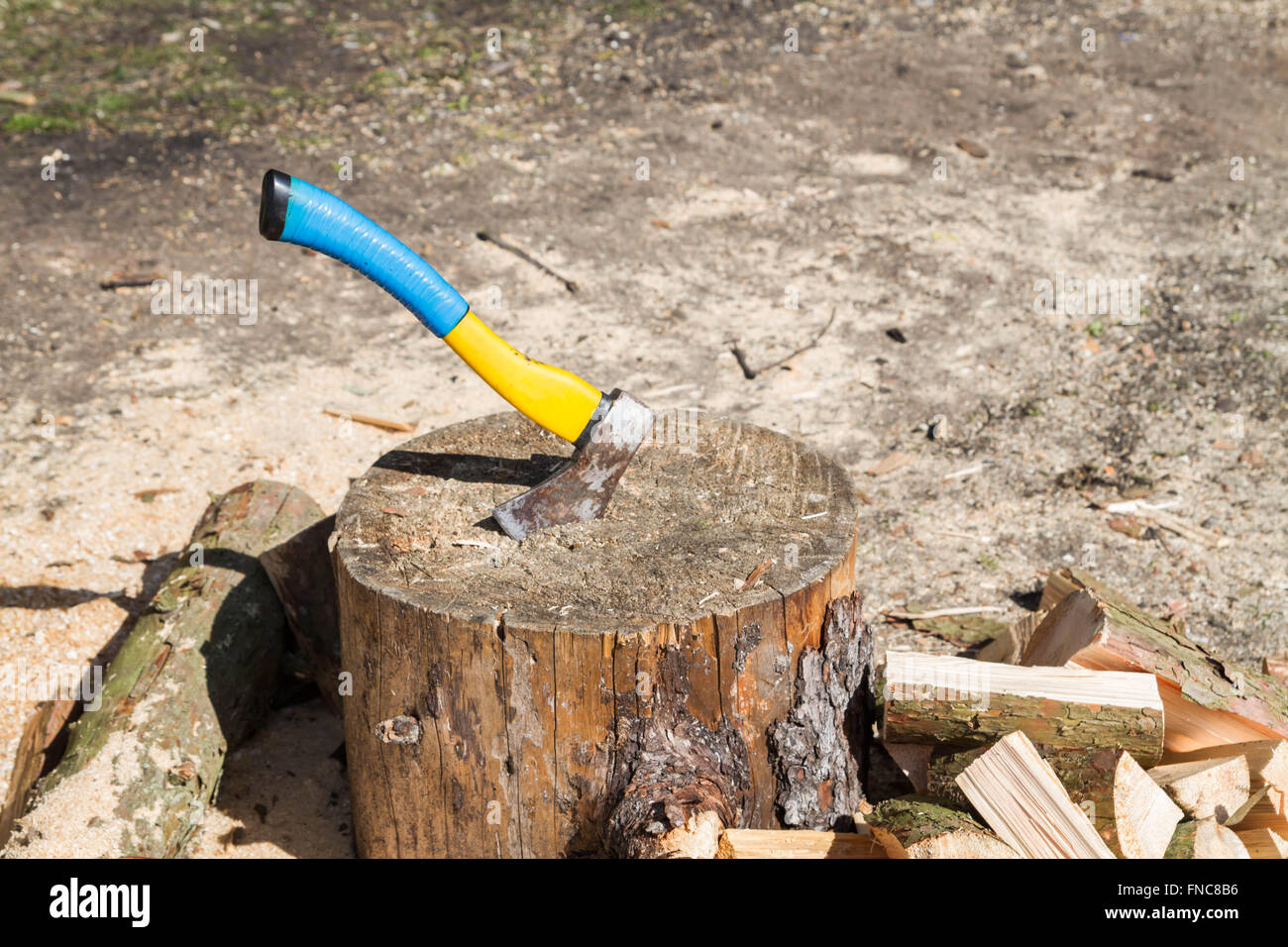 The axe in a log in the woods Stock Photo