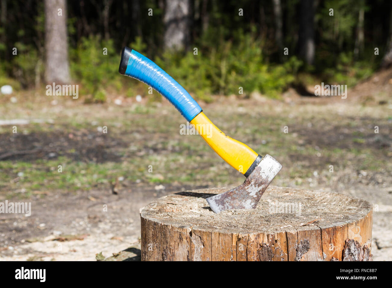 The axe in a log in the woods Stock Photo