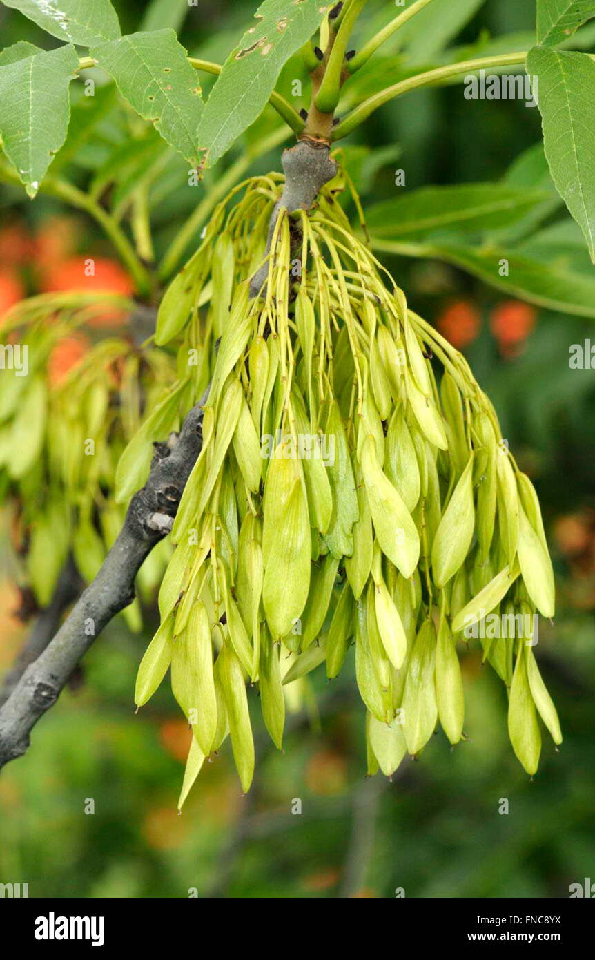 Seeds of Ash (Fraxinus excelsius, fam. Oleaceae), Osseja, Pyrenees-Orientales, Languedoc-Roussillon, France Stock Photo