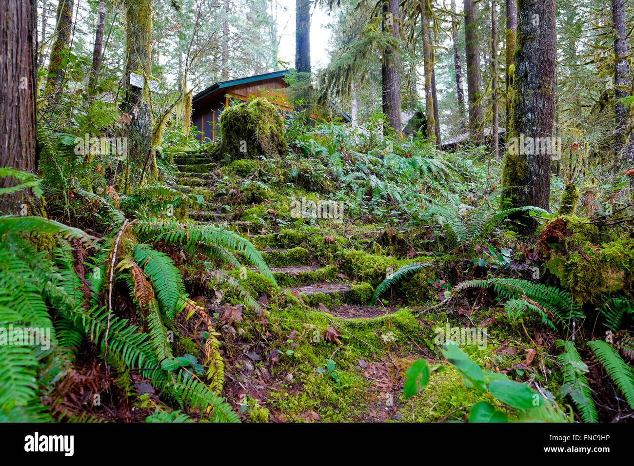 Forest Stairs Lead Between A Vacation Cabin And The Mckenzie River