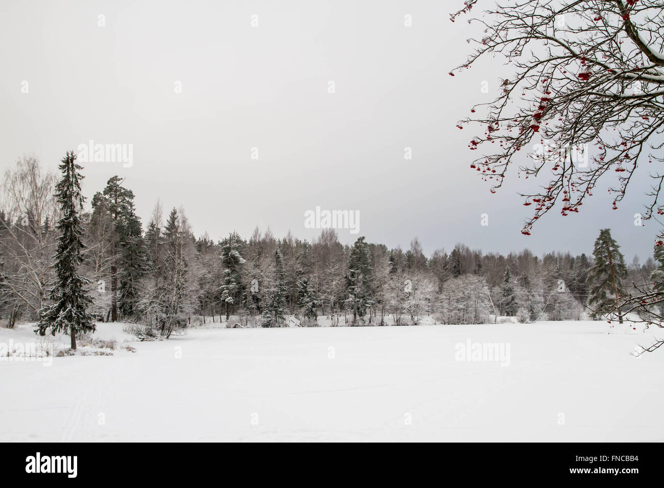 Winter landscape of the forest Stock Photo - Alamy
