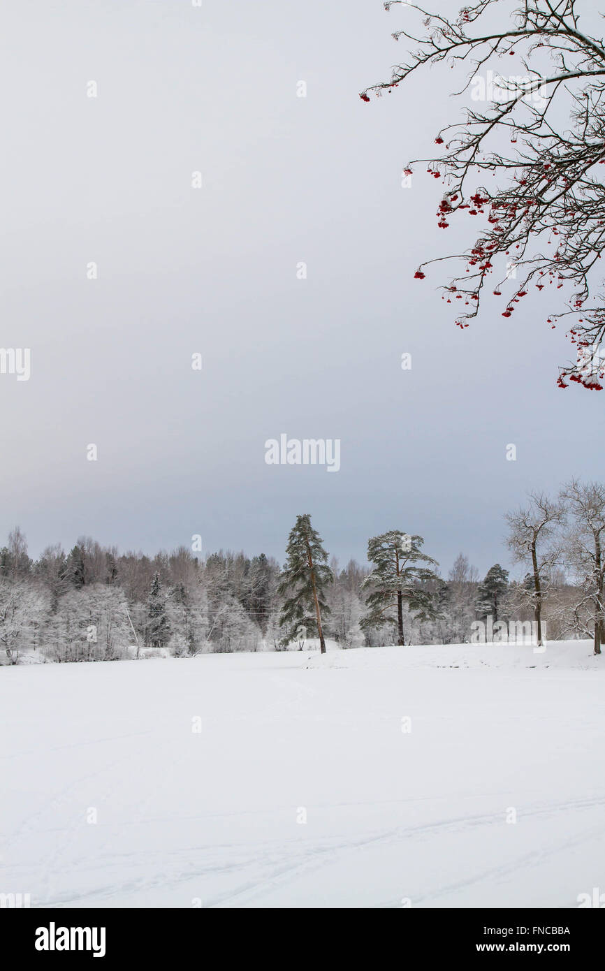 Winter landscape of the forest Stock Photo - Alamy