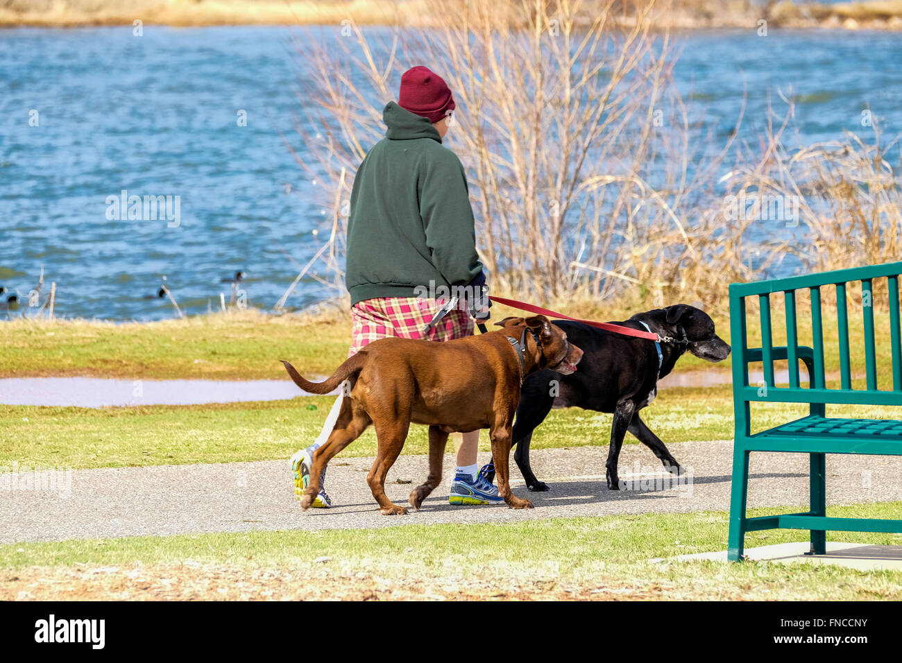 A man walks his pit bull and rotweiler dogs at Hefner Lake, Oklahoma City, Oklahoma, USA. Stock Photo