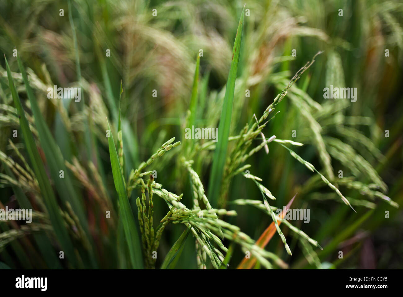 Green rice field Stock Photo