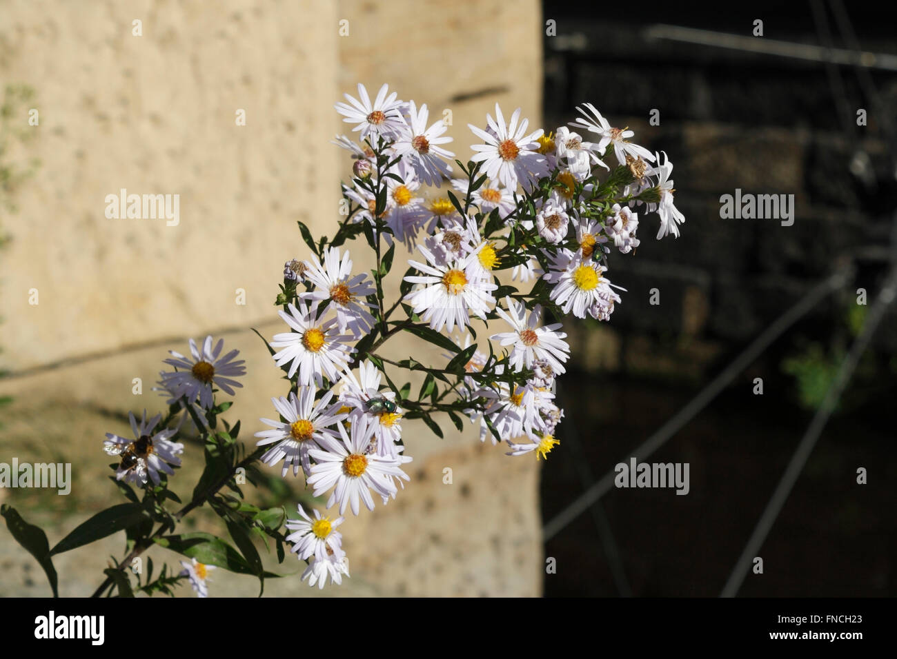 Bright Purple Asters in Bloom, growing wild Stock Photo