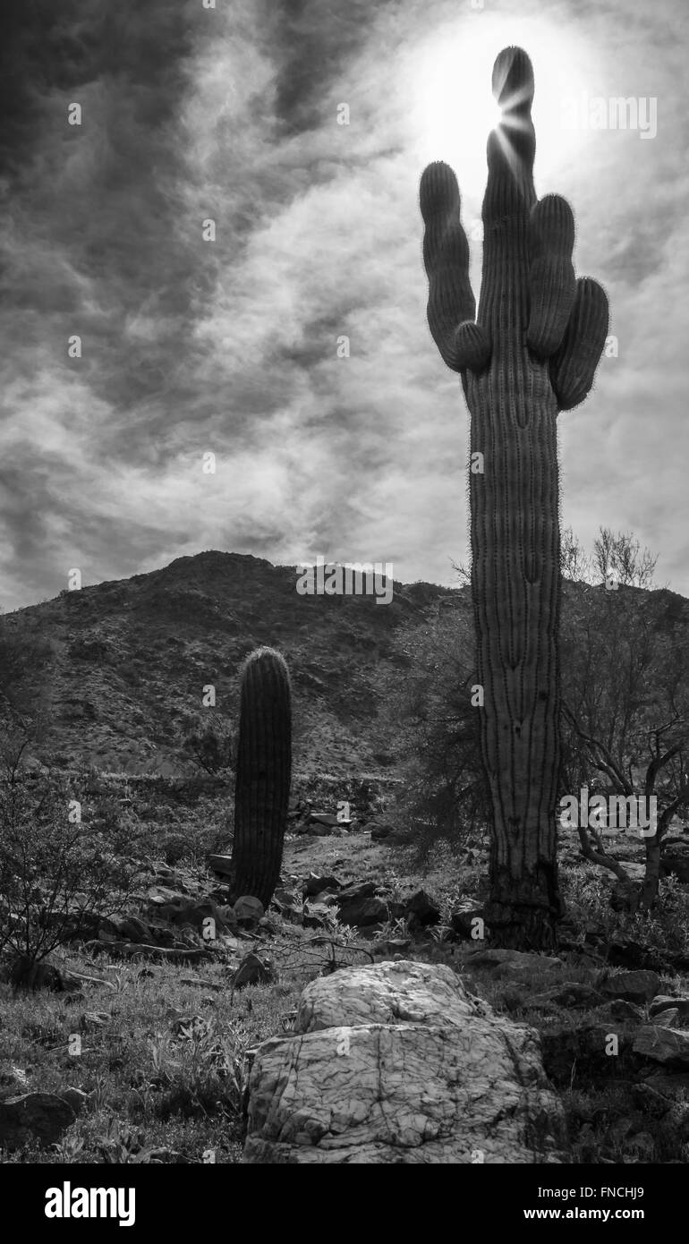 Native desert cactus in Phoenix Arizona Stock Photo