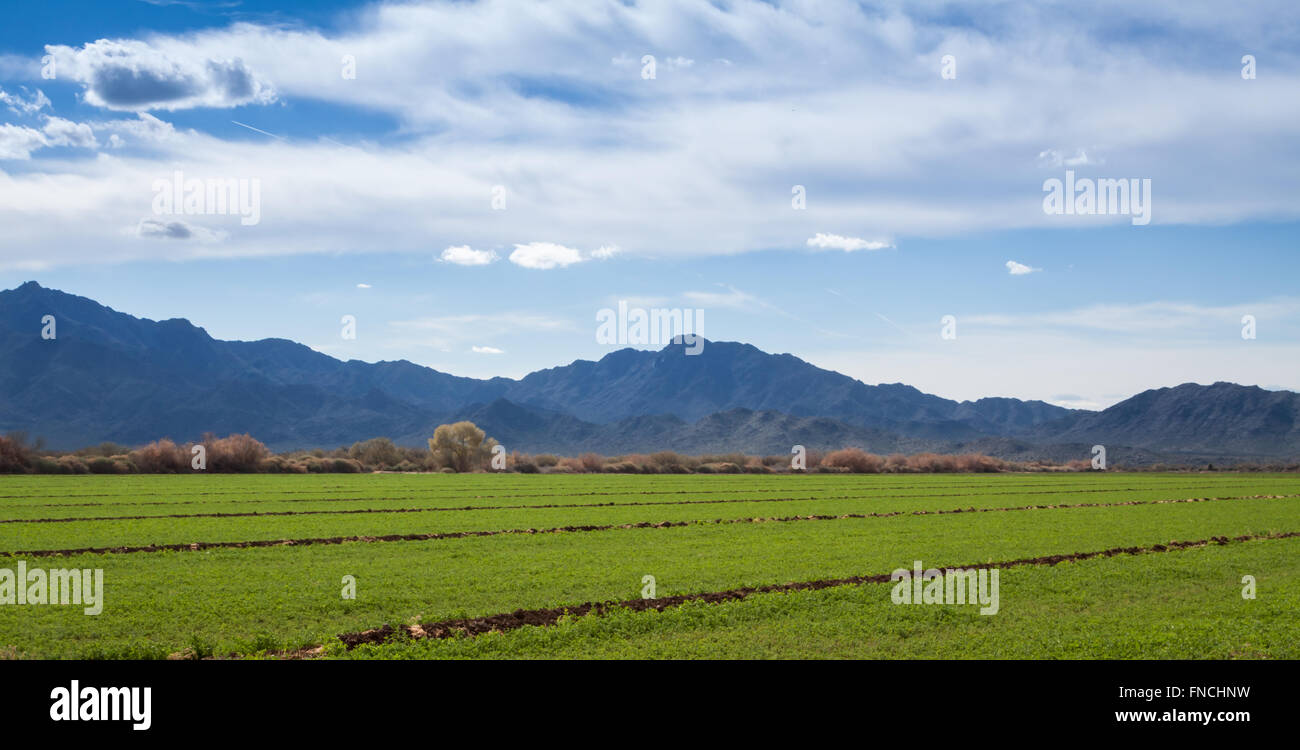 Desert farm in Phoenix Az with South Mountain in the background Stock Photo