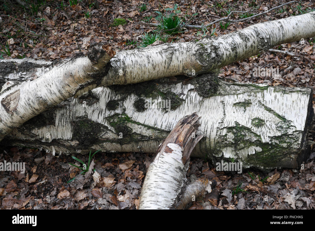 Fallen Tree and branches left to in woodland Stock Photo Alamy
