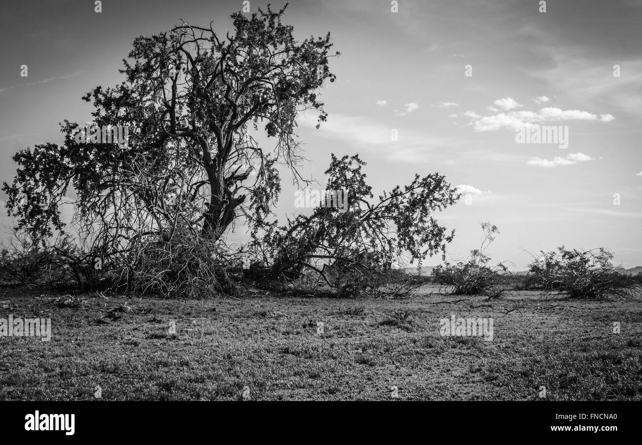 Usa arizona phoenix desert Black and White Stock Photos & Images - Alamy