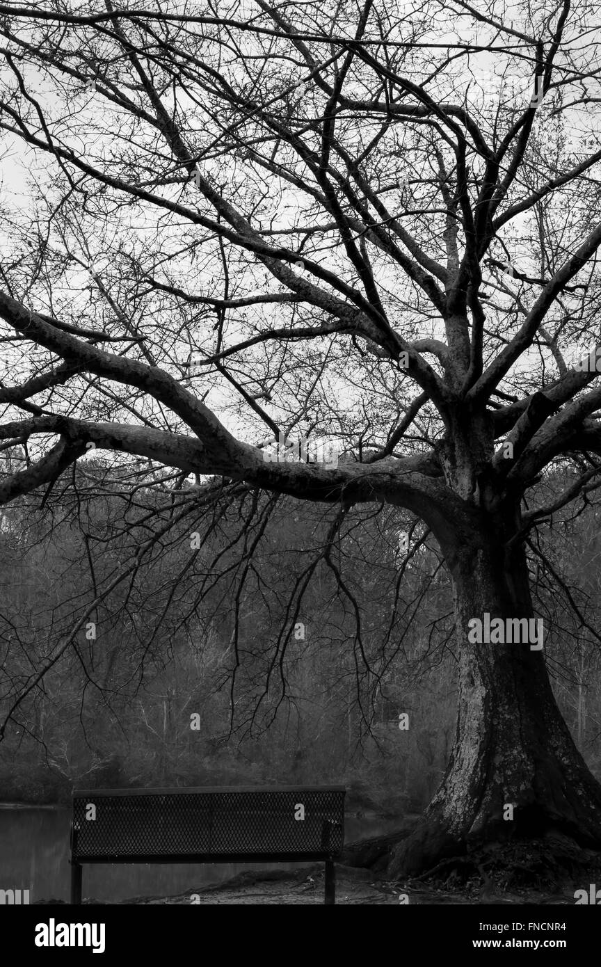 riverside tree black and white Stock Photo