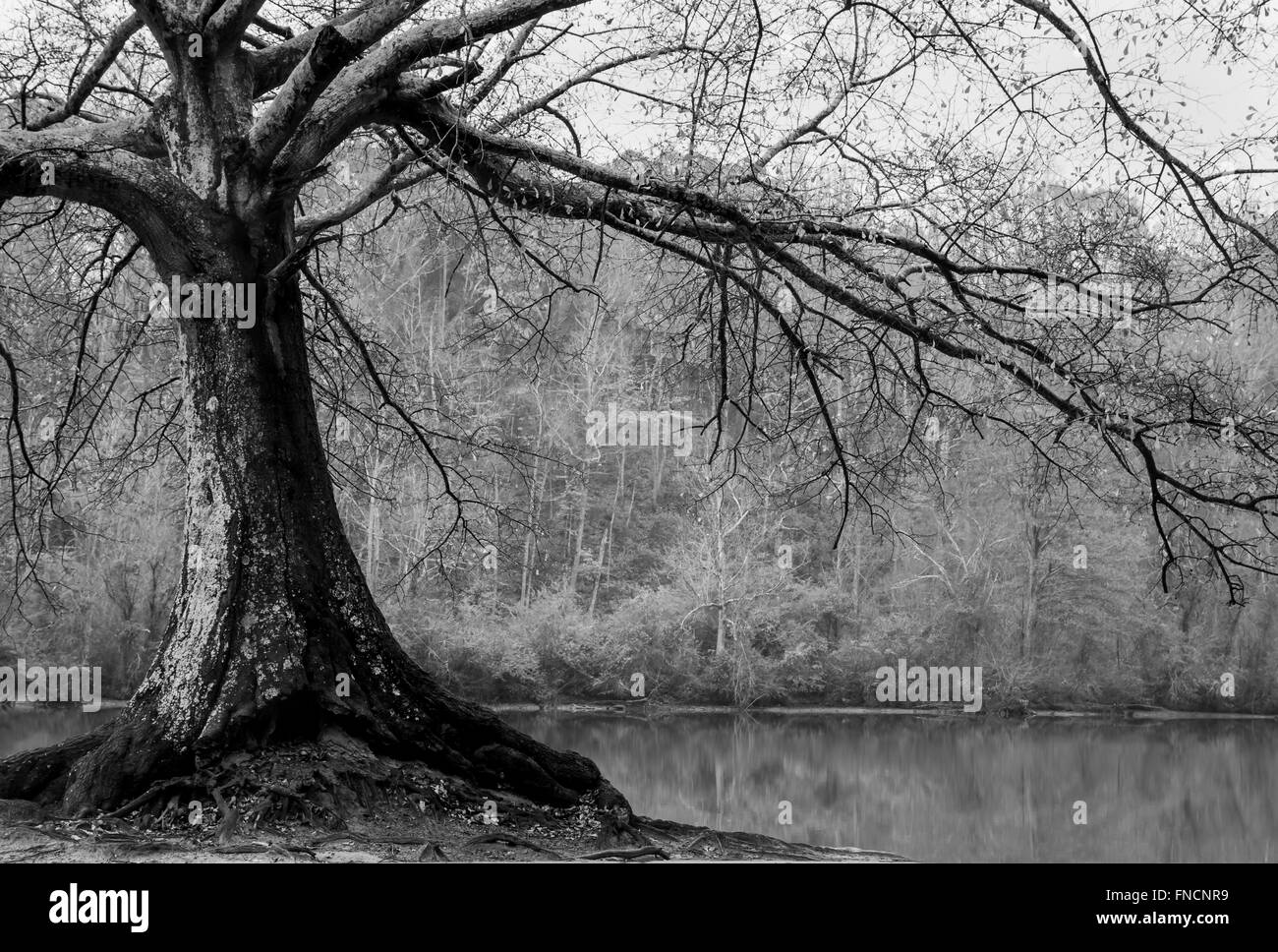 riverside tree black and white Stock Photo