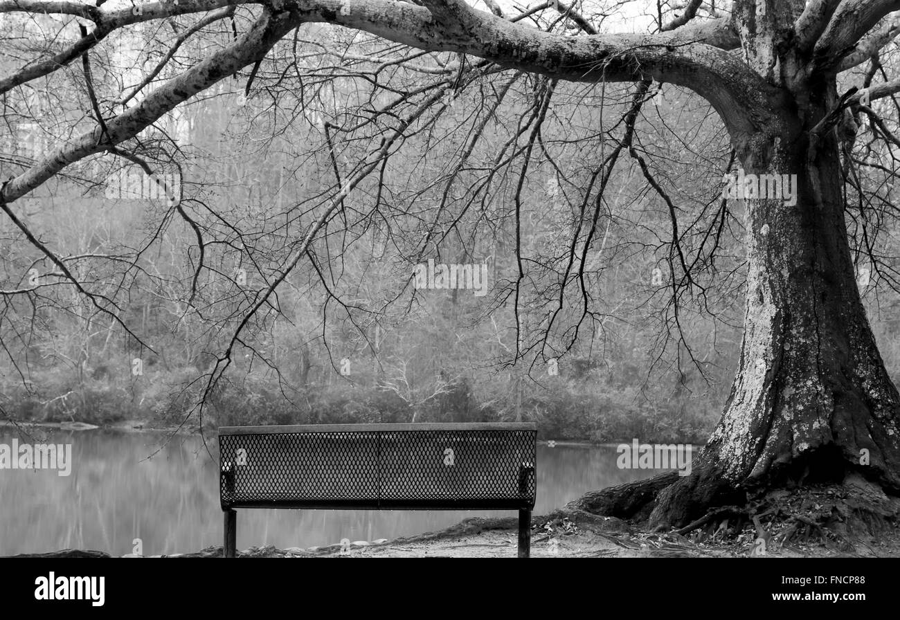 Riverside tree and bench Stock Photo