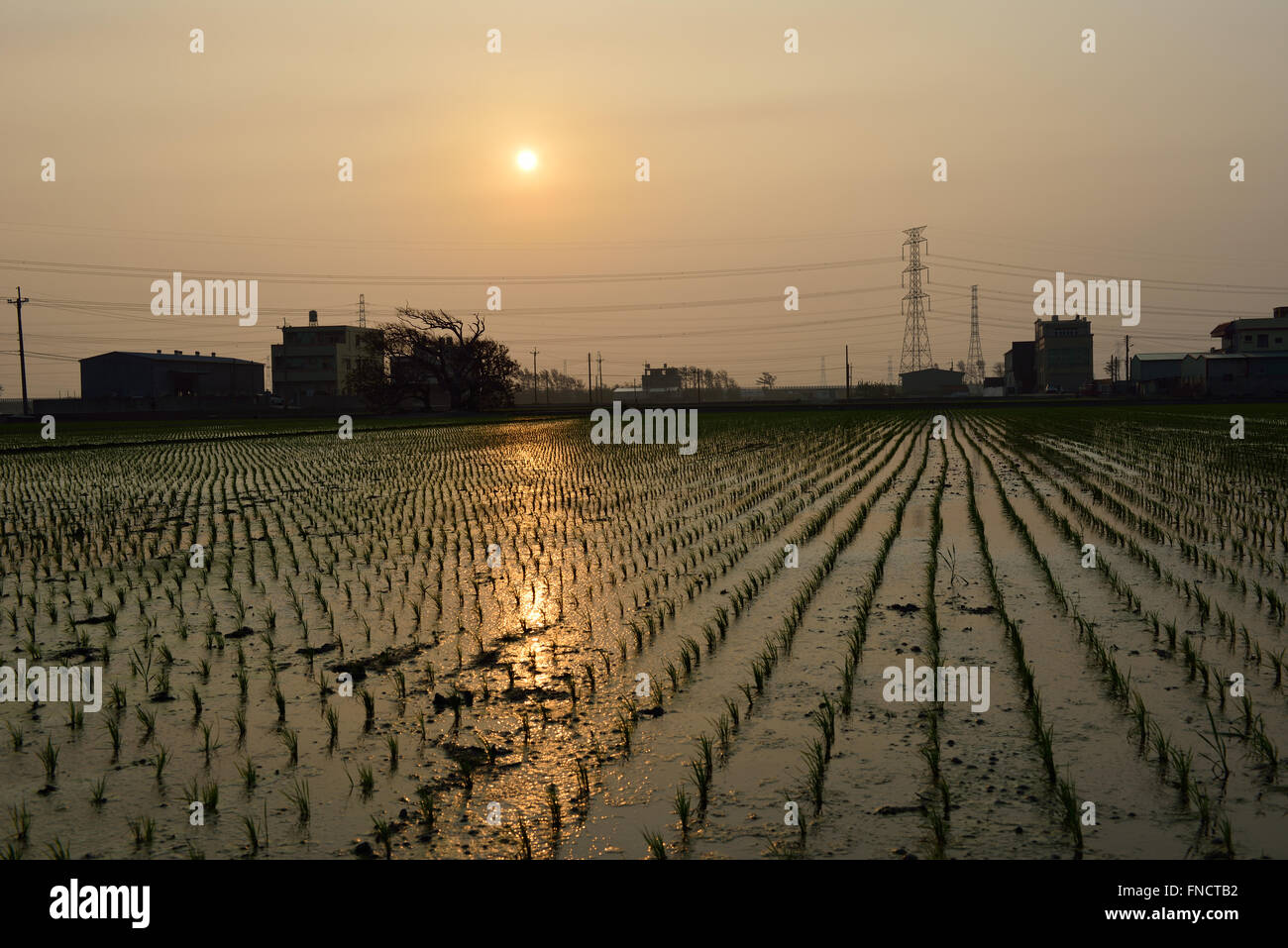 Country Life of Transplant rice seedlings Stock Photo