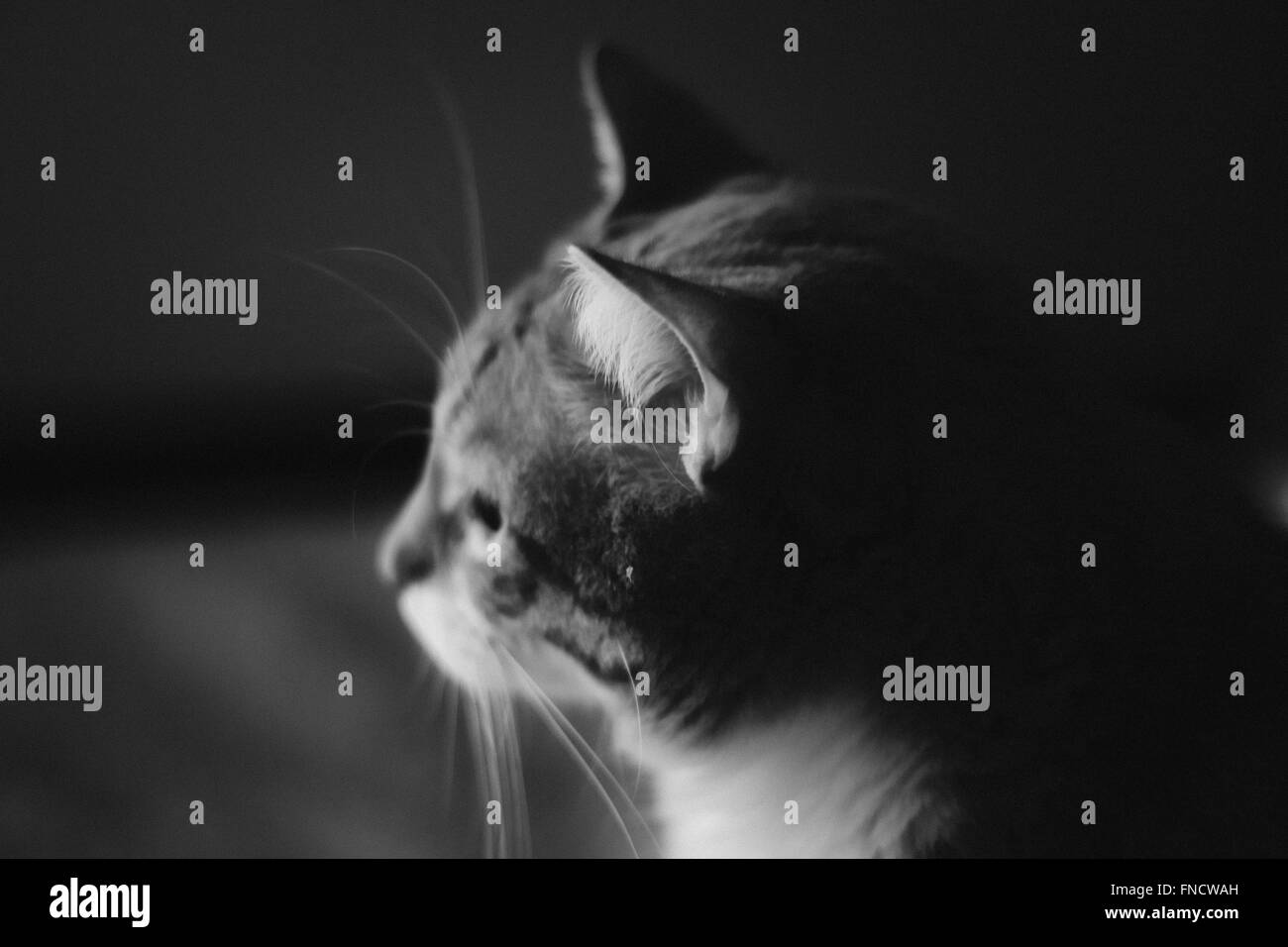 A black and white photograph of a cat looking out a window Stock Photo ...