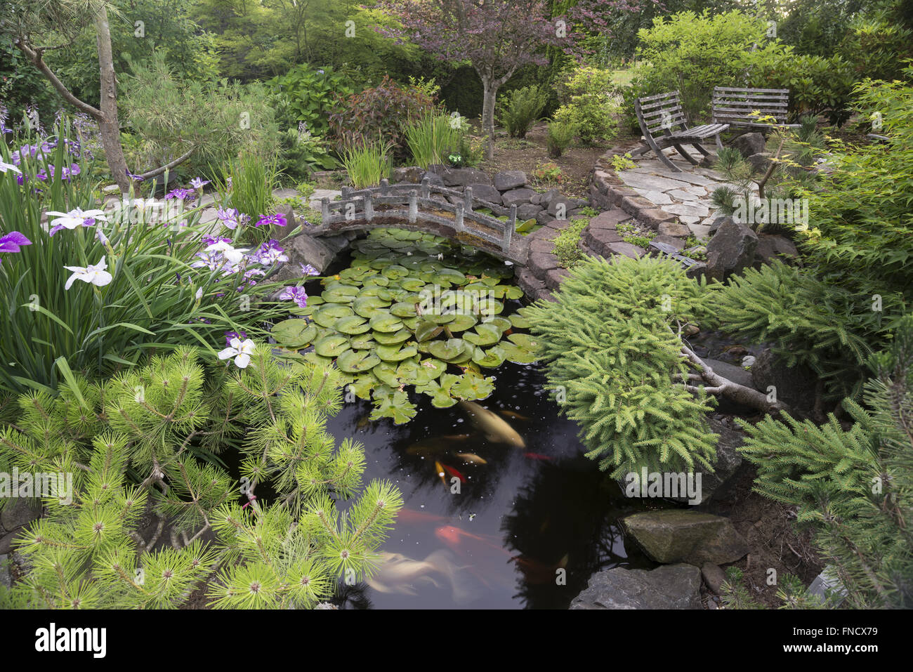 A secluded koi pond surrounded by Japanese irises and a variety of dwarf evergreens in a private backyard provide a quiet place Stock Photo