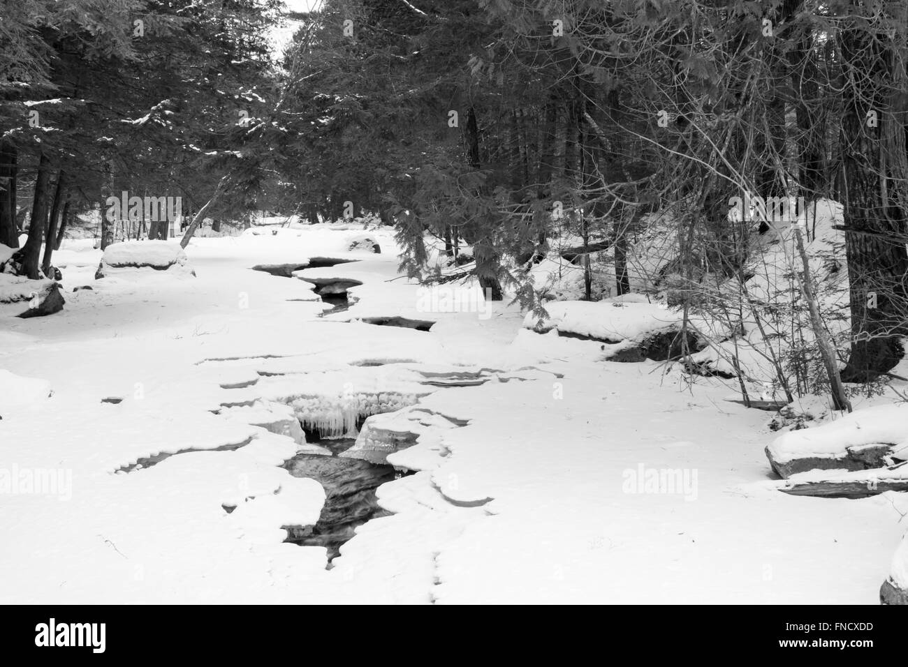 View peaceful snowy forest scene Black and White Stock Photos & Images ...