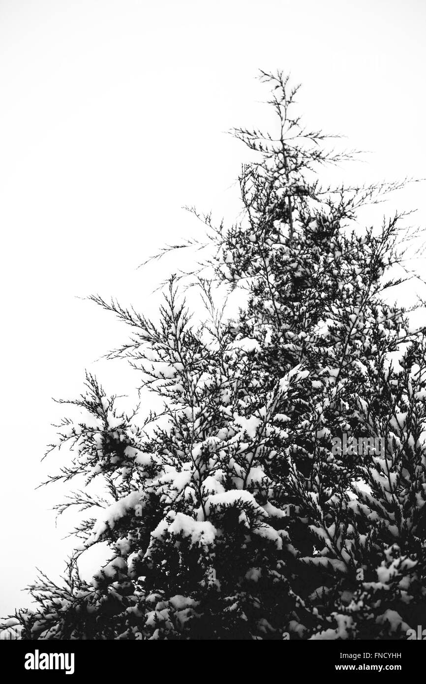 Black and white snow-covered tree in winter. Stock Photo