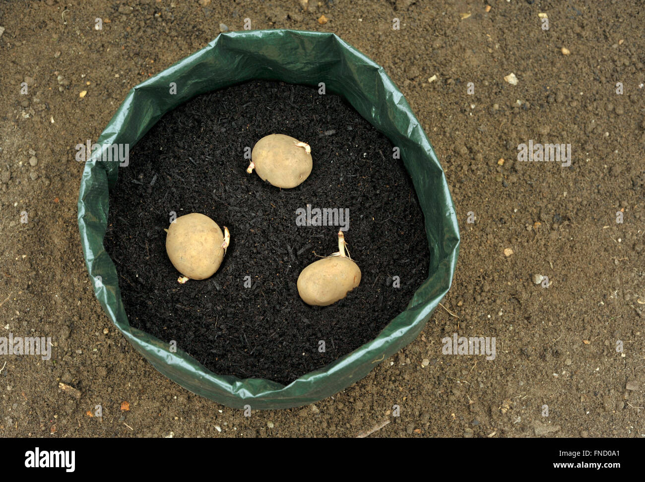 Planting seed potatoes in a growing bag container of compost for space