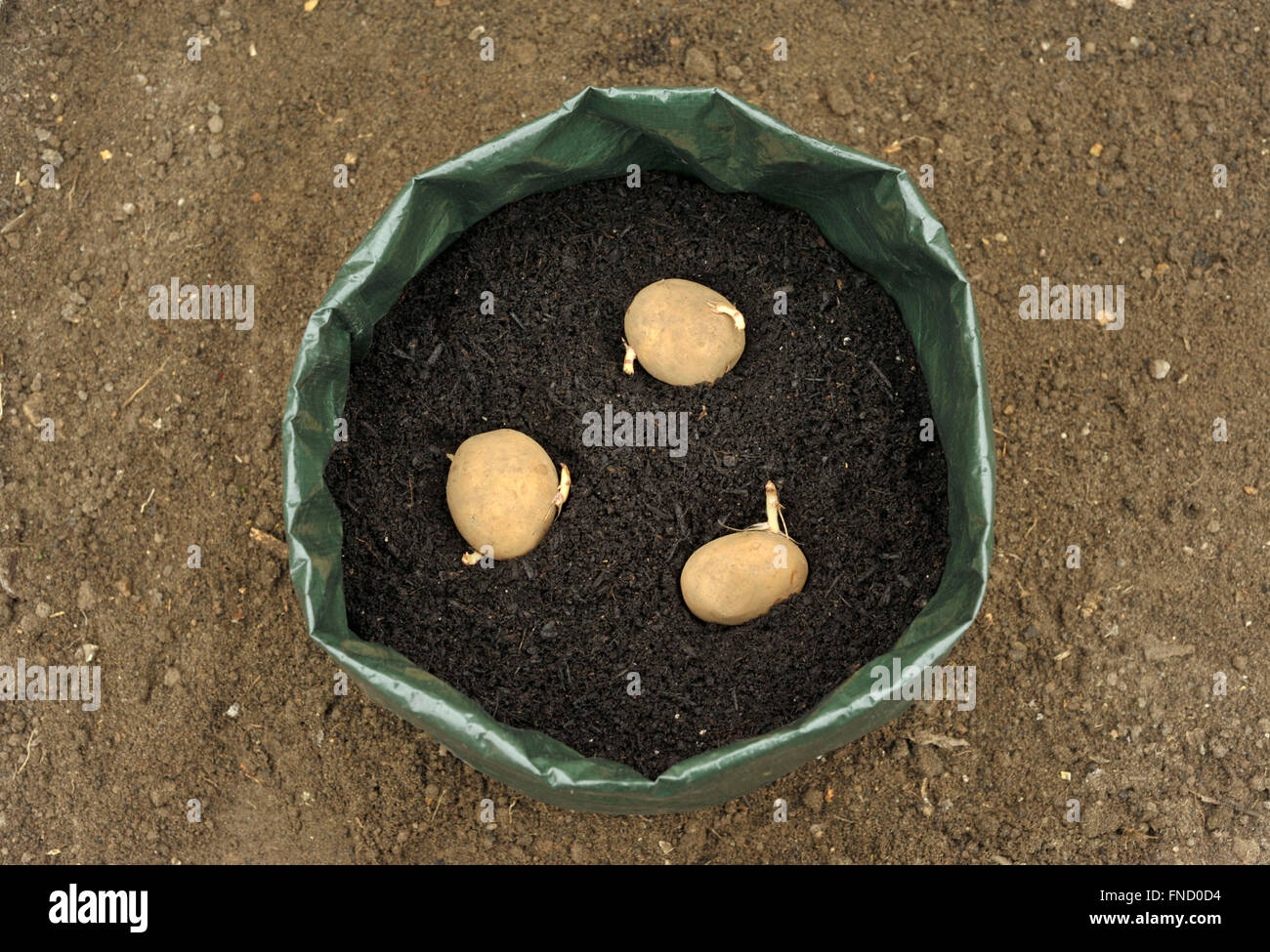 https://c8.alamy.com/comp/FND0D4/planting-seed-potatoes-in-a-growing-bag-container-of-compost-for-space-FND0D4.jpg