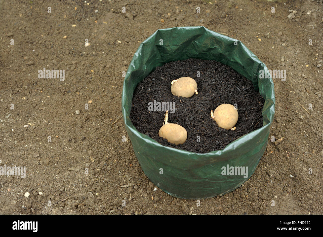 https://c8.alamy.com/comp/FND110/planting-seed-potatoes-in-a-growing-bag-container-of-compost-for-space-FND110.jpg