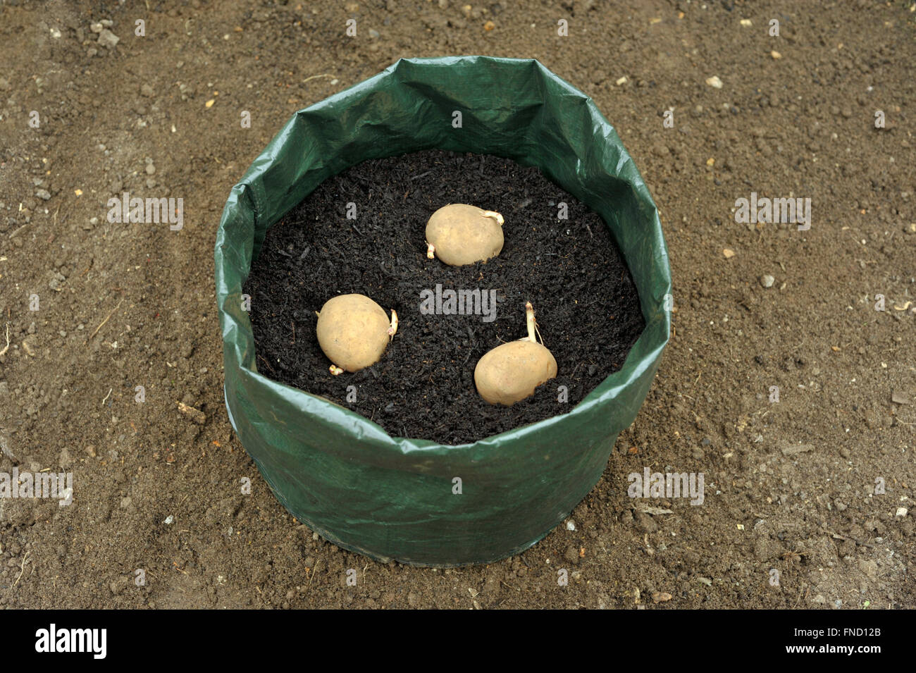 Planting seed potatoes in a growing bag container of compost for space saving, variety 'Picasso