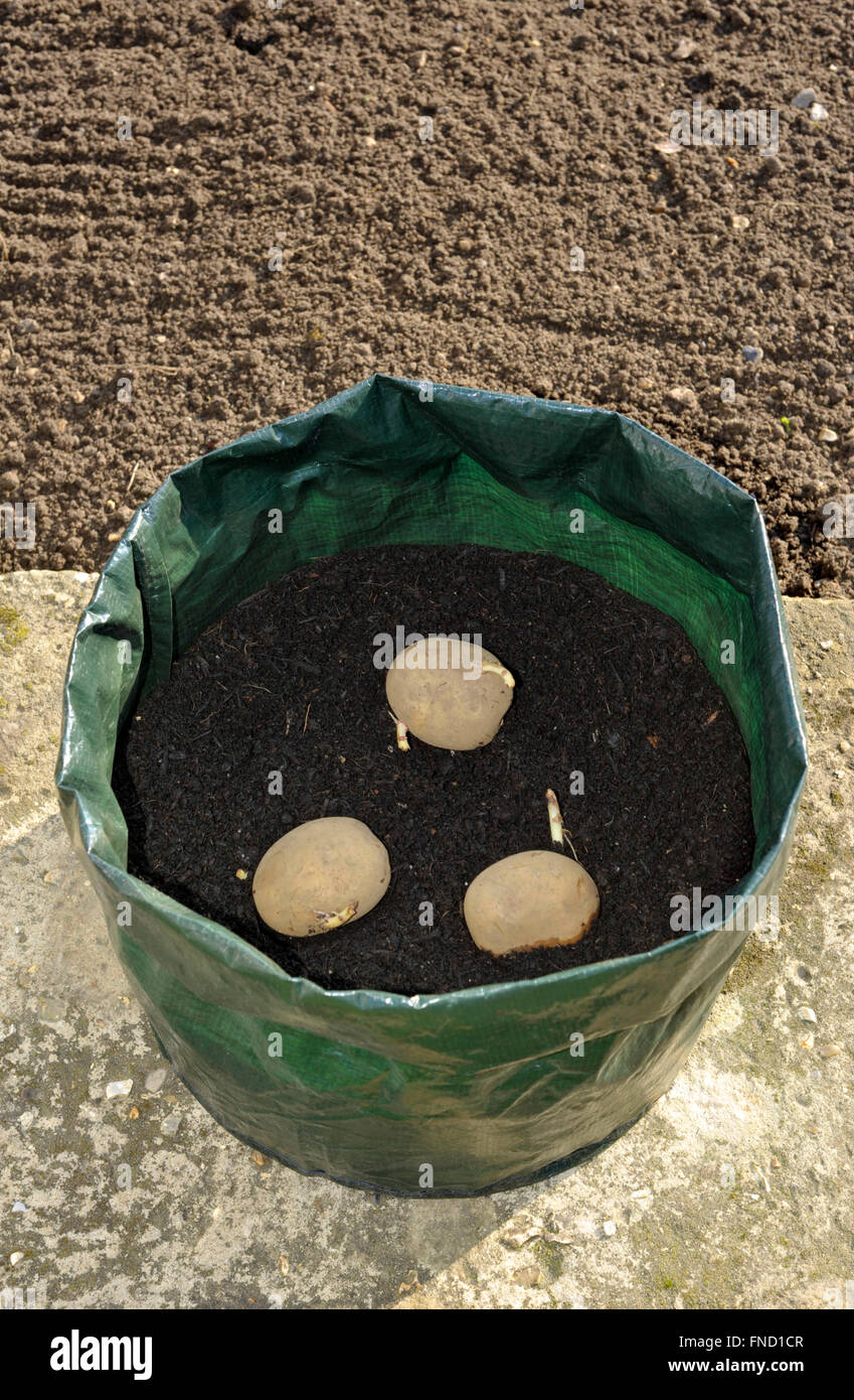 Planting seed potatoes in a growing bag container of compost for space