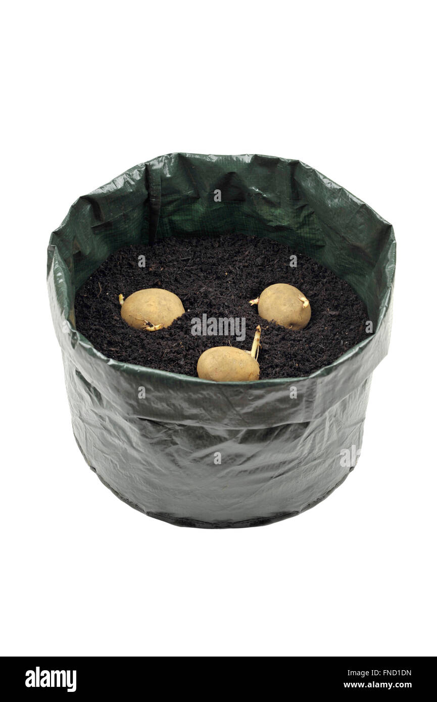 Planting seed potatoes in a growing bag container of compost for space saving, variety 'Picasso