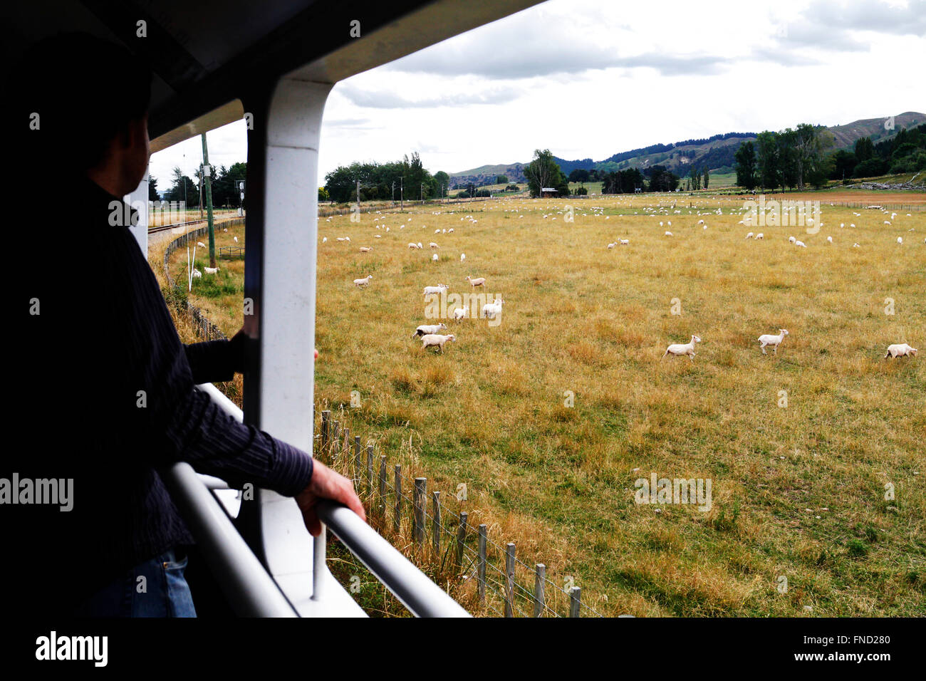 Sheep grazing in New Zealand. View from inside the open coach of Northern Explorer Train. Stock Photo