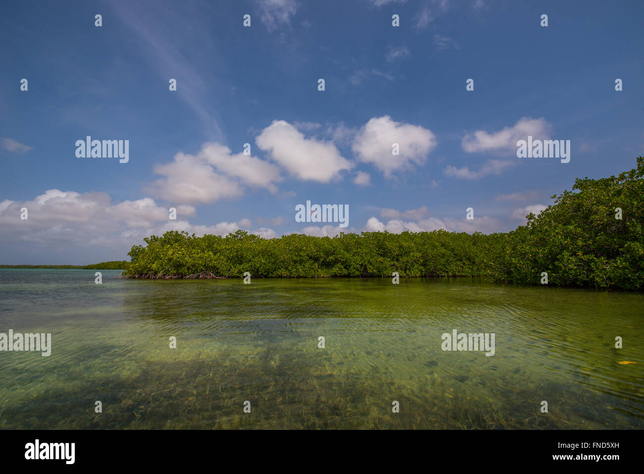 Beautiful Mangrove forest with lots of fish and birds in Bonaire Stock Photo