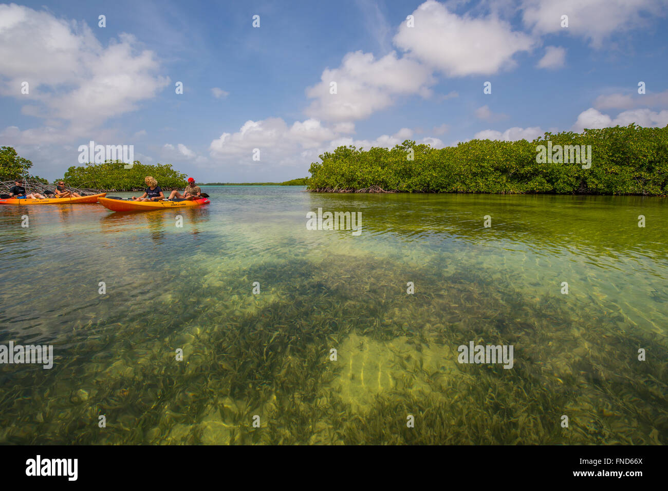 Beautiful Mangrove forest with lots of fish and birds in Bonaire Stock Photo