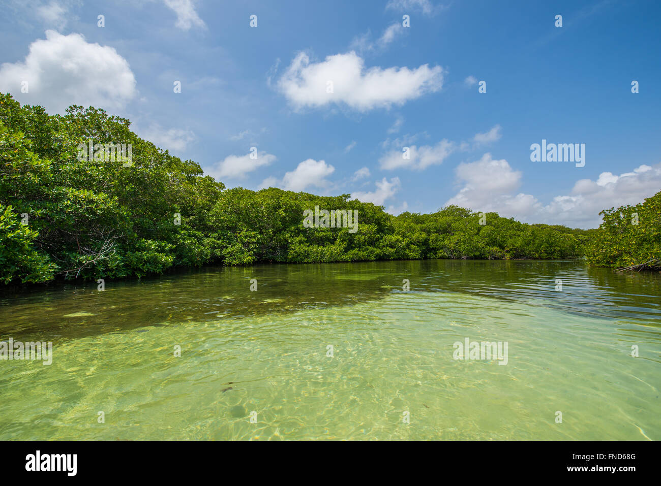 Beautiful Mangrove forest with lots of fish and birds in Bonaire Stock Photo