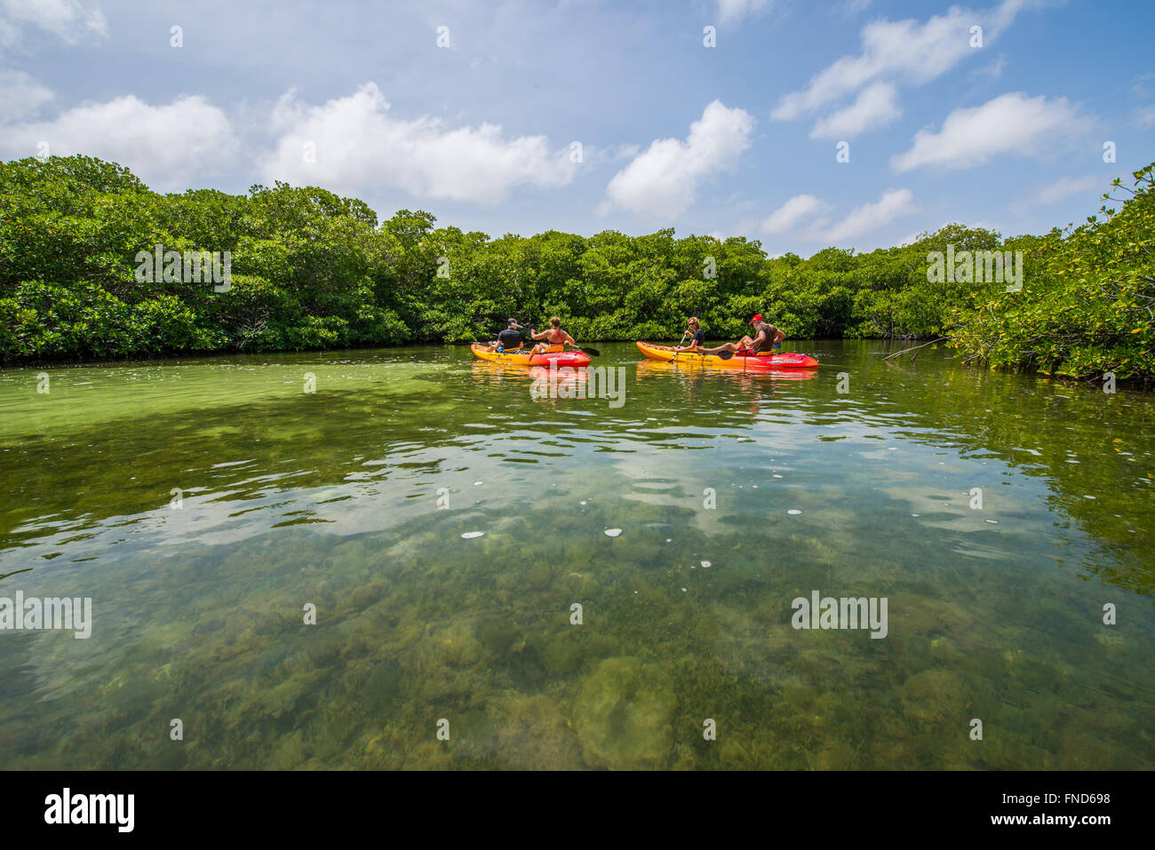 Beautiful Mangrove forest with lots of fish and birds in Bonaire Stock Photo