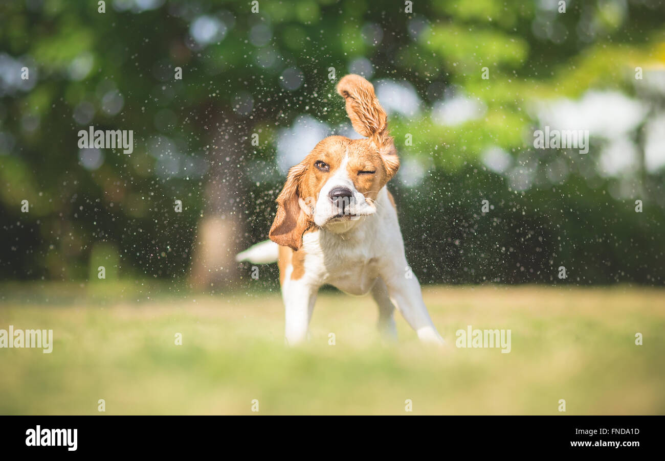 Dog shaking water off his body Stock Photo Alamy