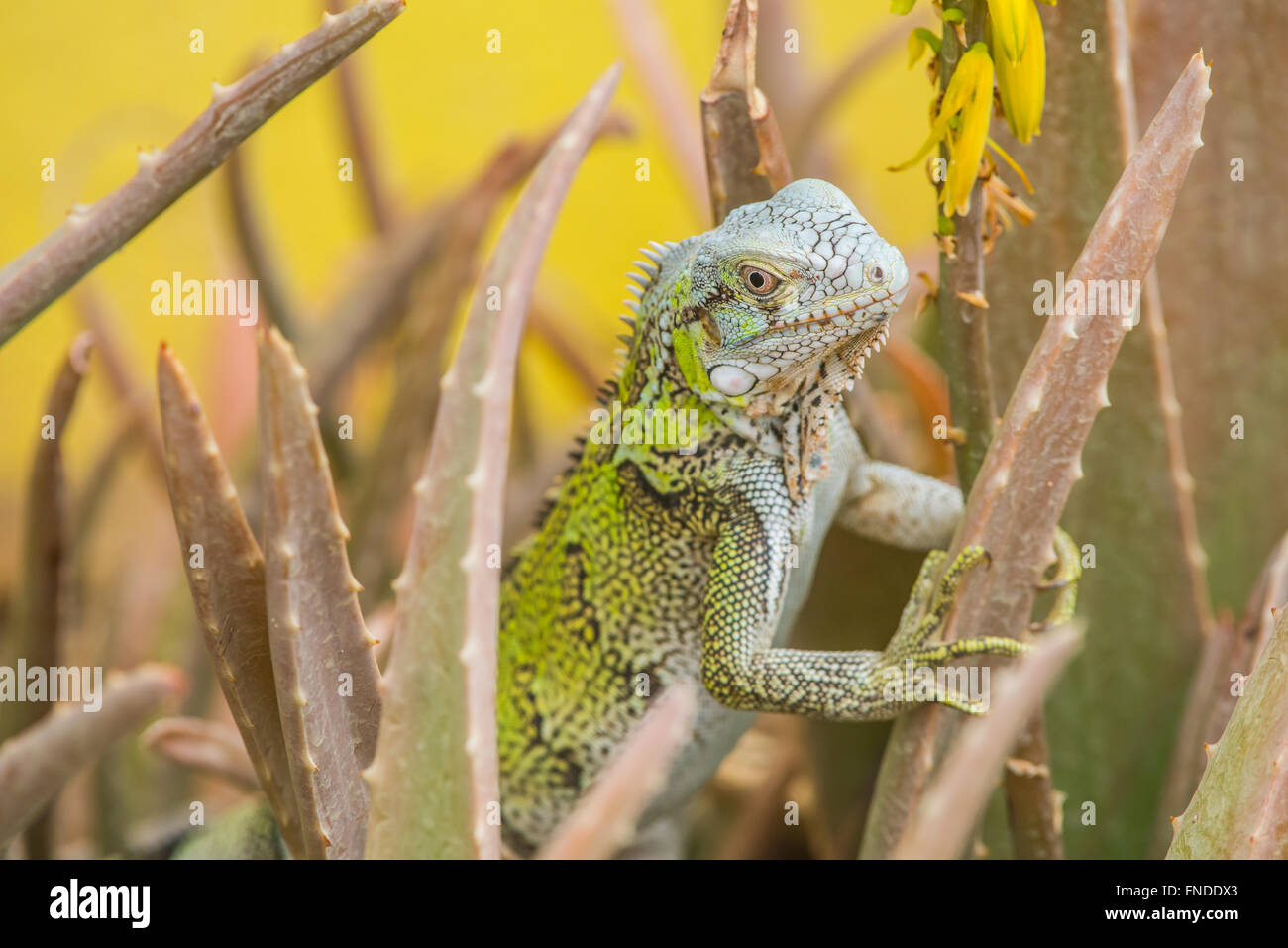 Beautiful young green iguanas walking on the beach towards an cactus. There it eats the Yellow Flower from the cactus. Stock Photo
