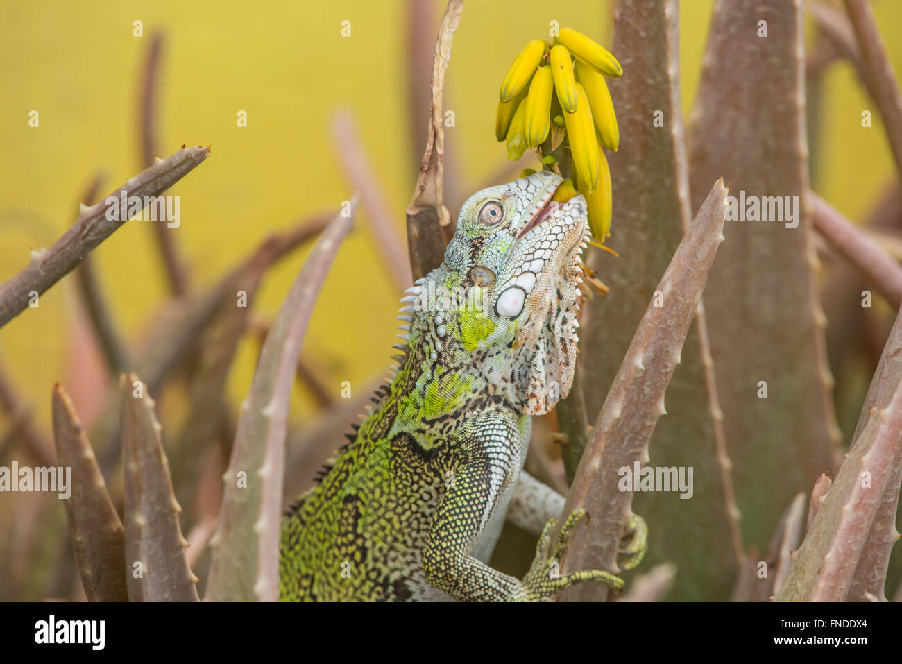 Beautiful young green iguanas walking on the beach towards an cactus. There it eats the Yellow Flower from the cactus. Stock Photo
