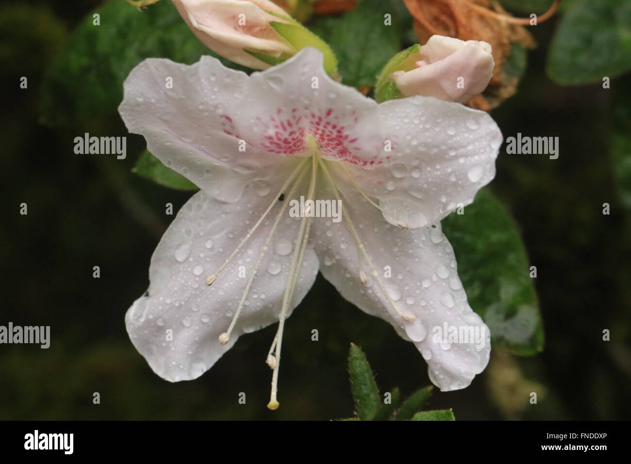 Rhododendron mucronatum, or rose flower, native to China and Tibet Stock Photo