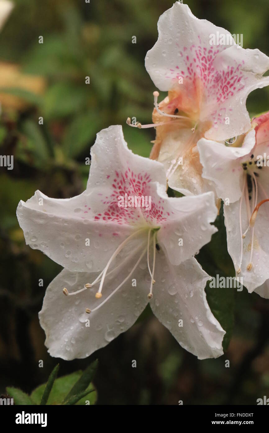 Rhododendron mucronatum, or rose flower, native to China and Tibet Stock Photo