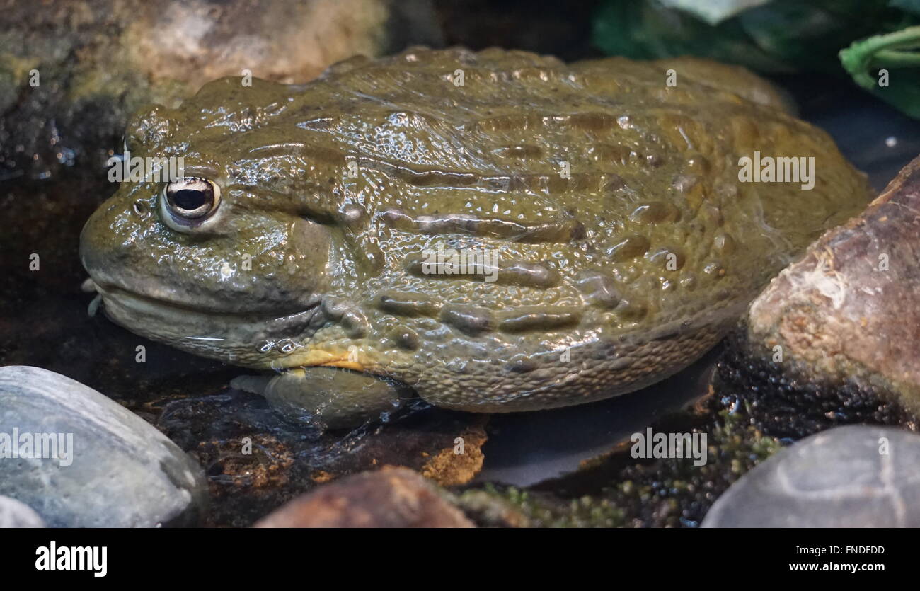 Big Frog resting Stock Photo