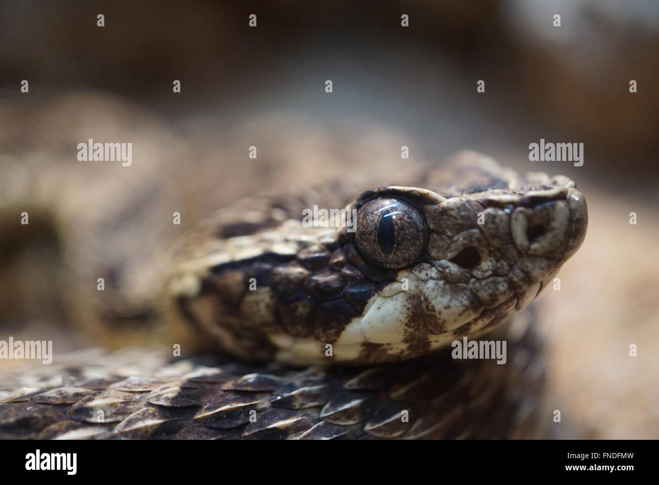 Closeup of a profile of a pit viper Stock Photo