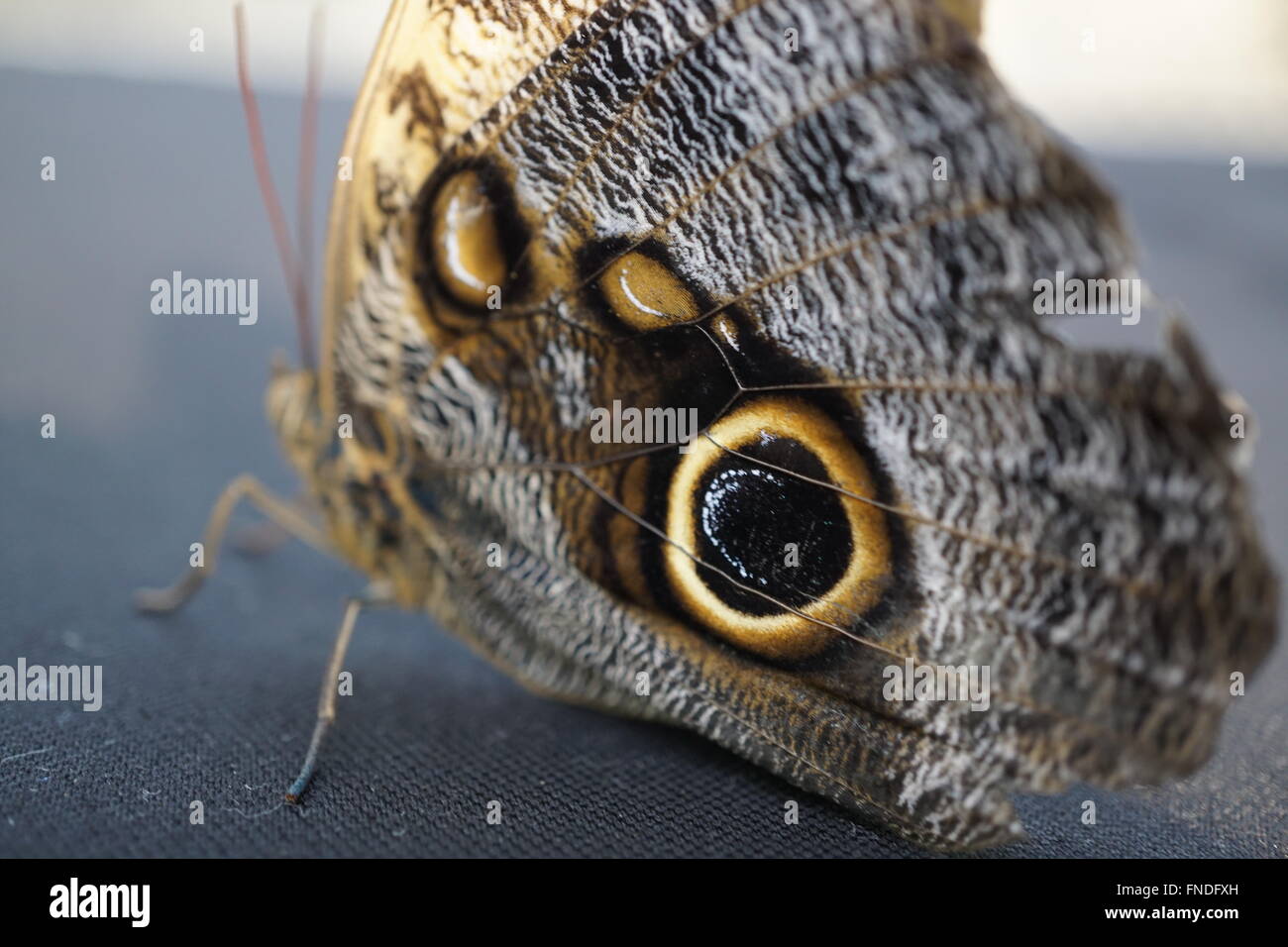Eye spot of a butterfly Stock Photo