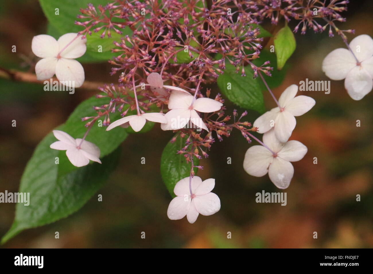 Beautiful Hydrangea flowering plant of Japan Stock Photo
